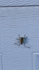 Conocephalus brevipennis