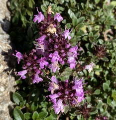 Thymus praecox