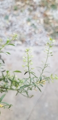 Lepidium virginicum