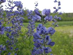 Baptisia australis