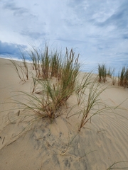 Ammophila arenaria