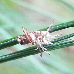 Gibellula