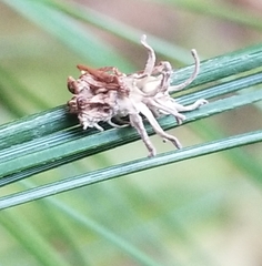Gibellula
