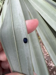 Hemisphaerota cyanea