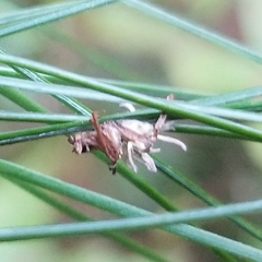 Gibellula