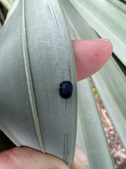 Hemisphaerota cyanea