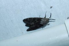 Prionoxystus robiniae