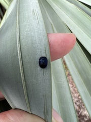 Hemisphaerota cyanea