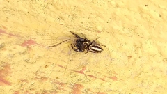 Dendryphantes mordax