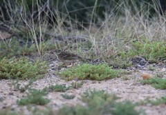 Anthus australis
