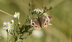 Junonia grisea