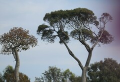 Brachychiton rupestris