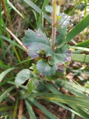 Xanthosia rotundifolia