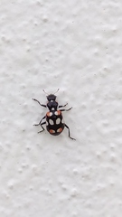 Eriopis connexa