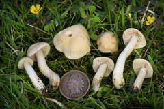 Hebeloma sacchariolens