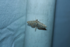 Blepharomastix ranalis