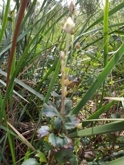 Xanthosia rotundifolia