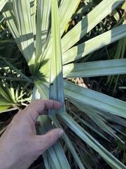 Hemisphaerota cyanea