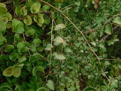 Pellaea cordifolia