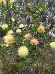 Melaleuca thymoides