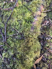 Kindbergia oregana