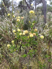Melaleuca thymoides