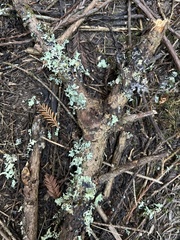 Hypogymnia tubulosa