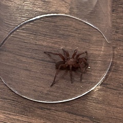 Myrmekiaphila comstocki