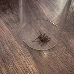 Myrmekiaphila comstocki