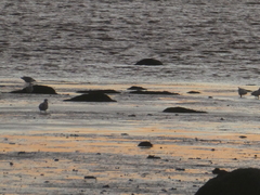 Larus argentatus