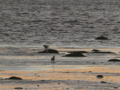 Larus argentatus