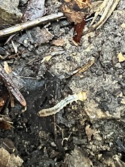 Dendroides canadensis