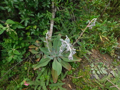 Echeveria gibbiflora