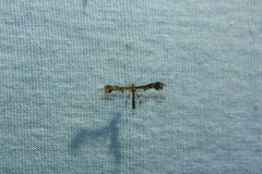 Dejongia lobidactylus