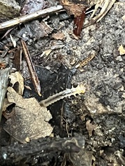 Dendroides canadensis