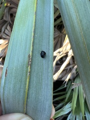 Hemisphaerota cyanea