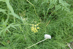 Erysimum cheiranthoides