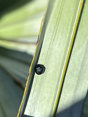 Hemisphaerota cyanea