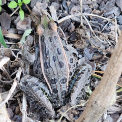 Lithobates sphenocephalus
