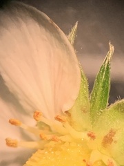 Thysanoptera