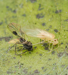 Xanthocaecilius quillayute