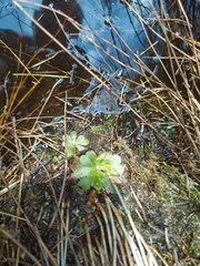 Drosera hamiltonii