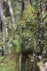 Xanthorrhoea johnsonii