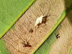 Hyaliodes