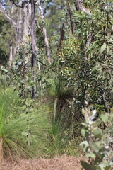Xanthorrhoea johnsonii