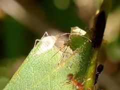 Hyaliodes
