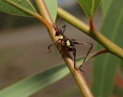 Ephippitytha trigintiduoguttata