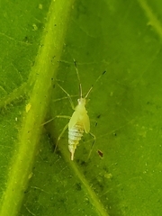 Hyaliodes
