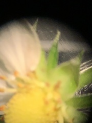 Thysanoptera