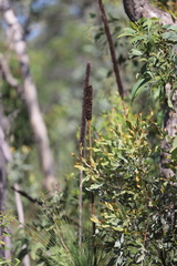 Xanthorrhoea johnsonii
